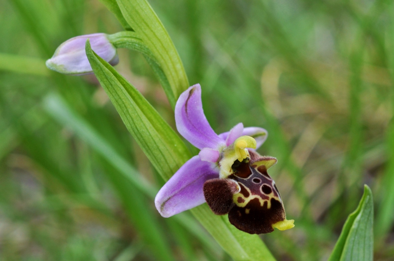 Ophrys holosericea subsp. dinarica ... ?